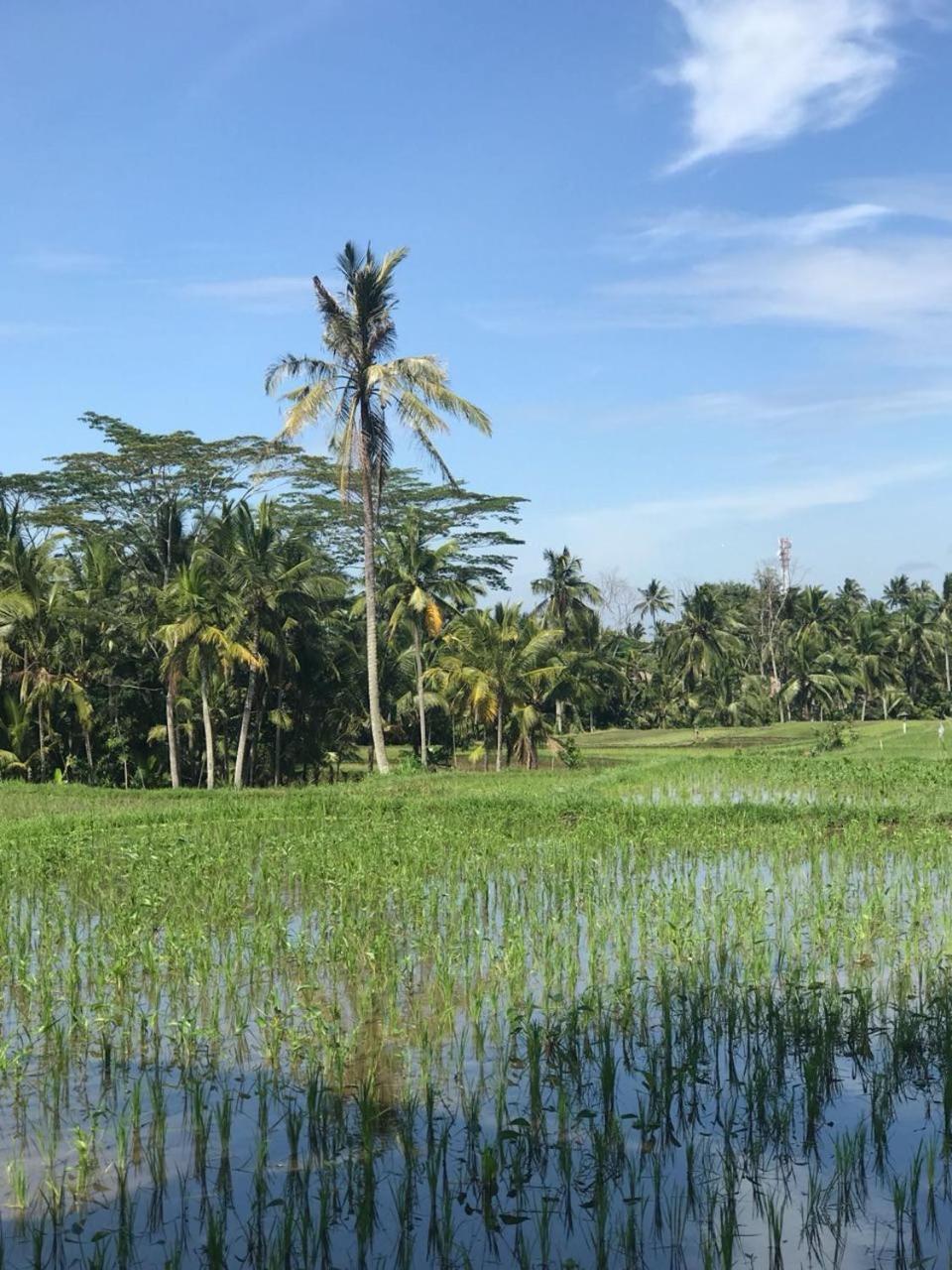 Paraiso Cottage Ubud Kültér fotó